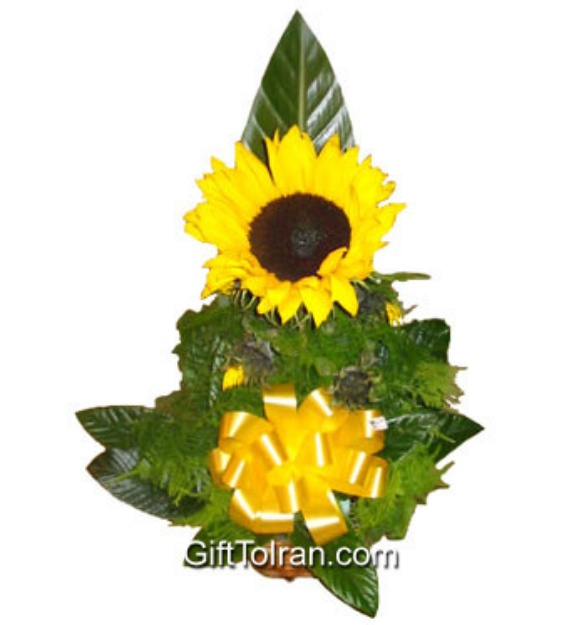 Picture of Sunflower