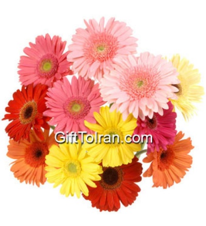 Picture of Beautiful Gerbera