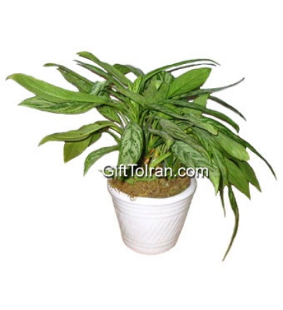 Picture of Aglaonema vase