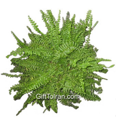 Picture of Fern
