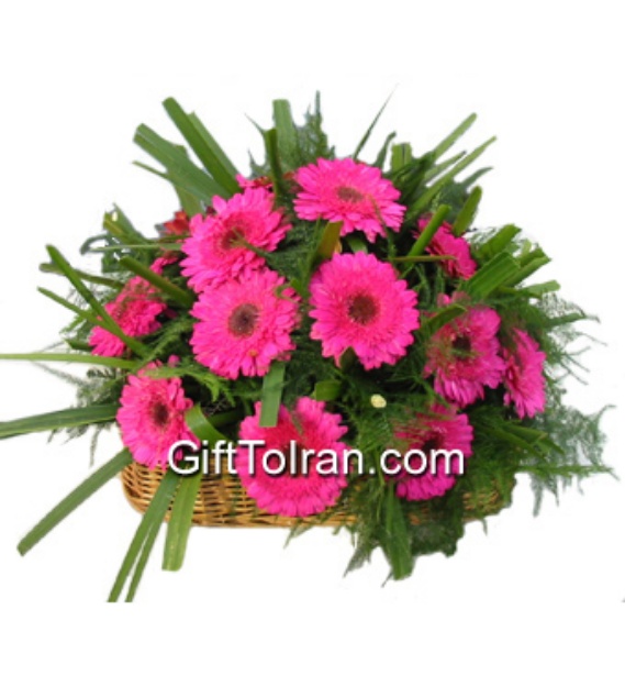 Picture of Pink Gerbera