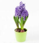 Picture of Purple Sonbol