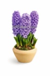 Picture of Purple Sonbol